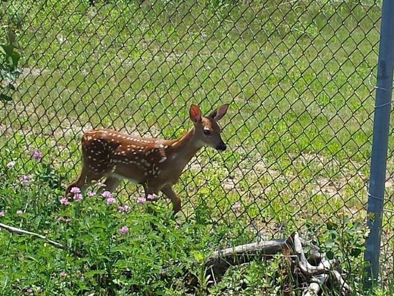 A deer in front of a fence