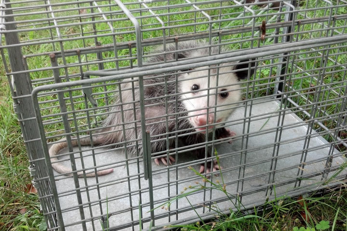 Opossum trapped in a cage