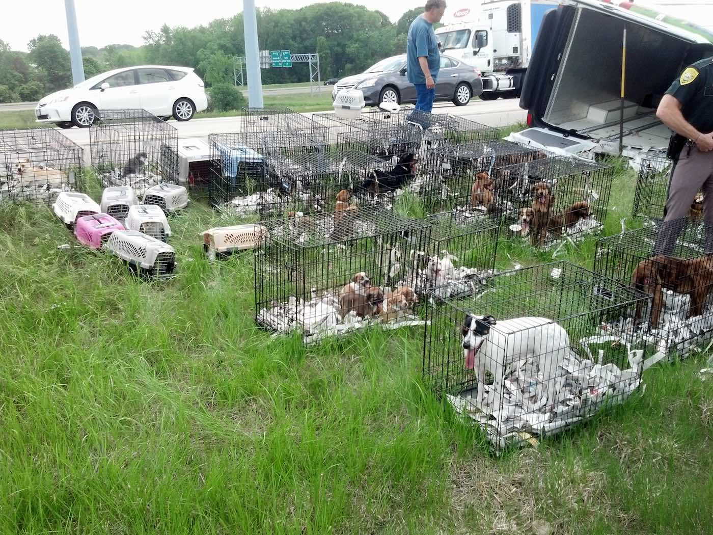 Dogs in cages by the side of the highway after a trailer overturned