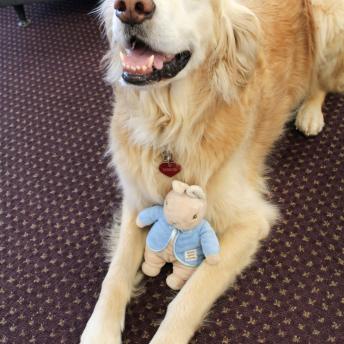 Desey the Reading Dog with a Stuffed Animal