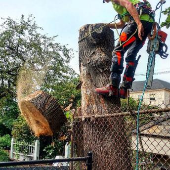 Arborist Chuck Baxter removes dead tree
