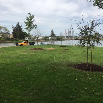 Parks & Greenery team plant trees on Marsh Lane