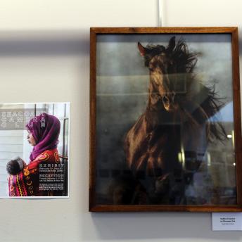 Poster and photo of horse