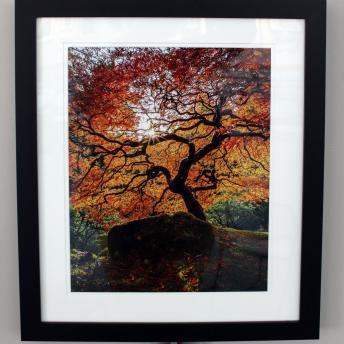 Japanese Maple by Tony Baldasaro, 2nd Place Class A