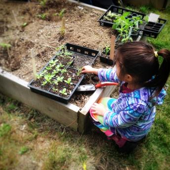 Young girl planting seeds in the library's garden