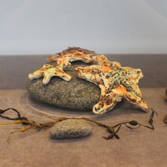 Display case with crabs