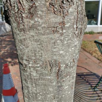 Amelanchier Canadensis bark
