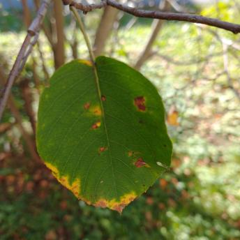 Amelanchier Canadensis leaf