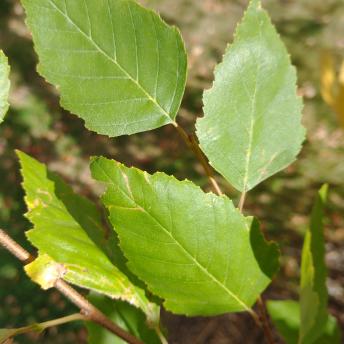 Betula Nigra leaf