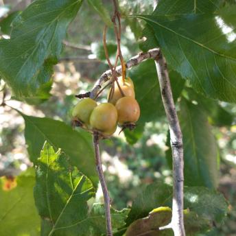 Cretaegus Crus-Galli fruit