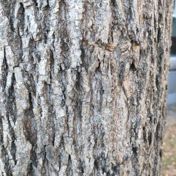 Fraxinus Americana bark