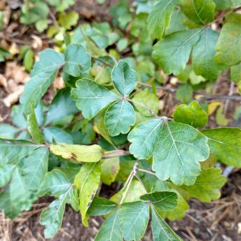Rhus Aromatica leaf