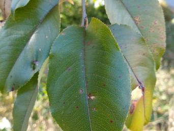 Prunus Serontina leaf