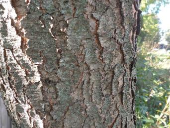 Prunus Serotina bark