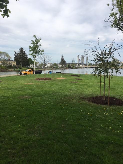 Trees being planted at Marsh Lane