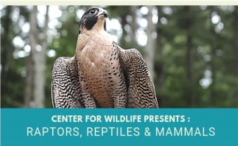 Center for Wildlife presents “Raptors, Reptiles and Mammals”