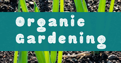 Organic Gardening banner with small green shoots coming out of soil
