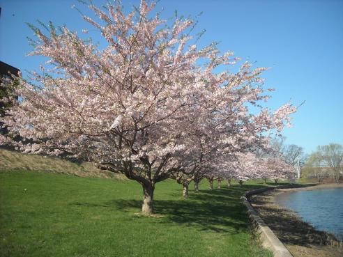 Cherry trees at City Hall