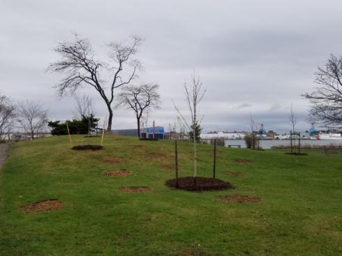 New trees planted at Peirce Island